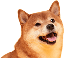 dog-img
